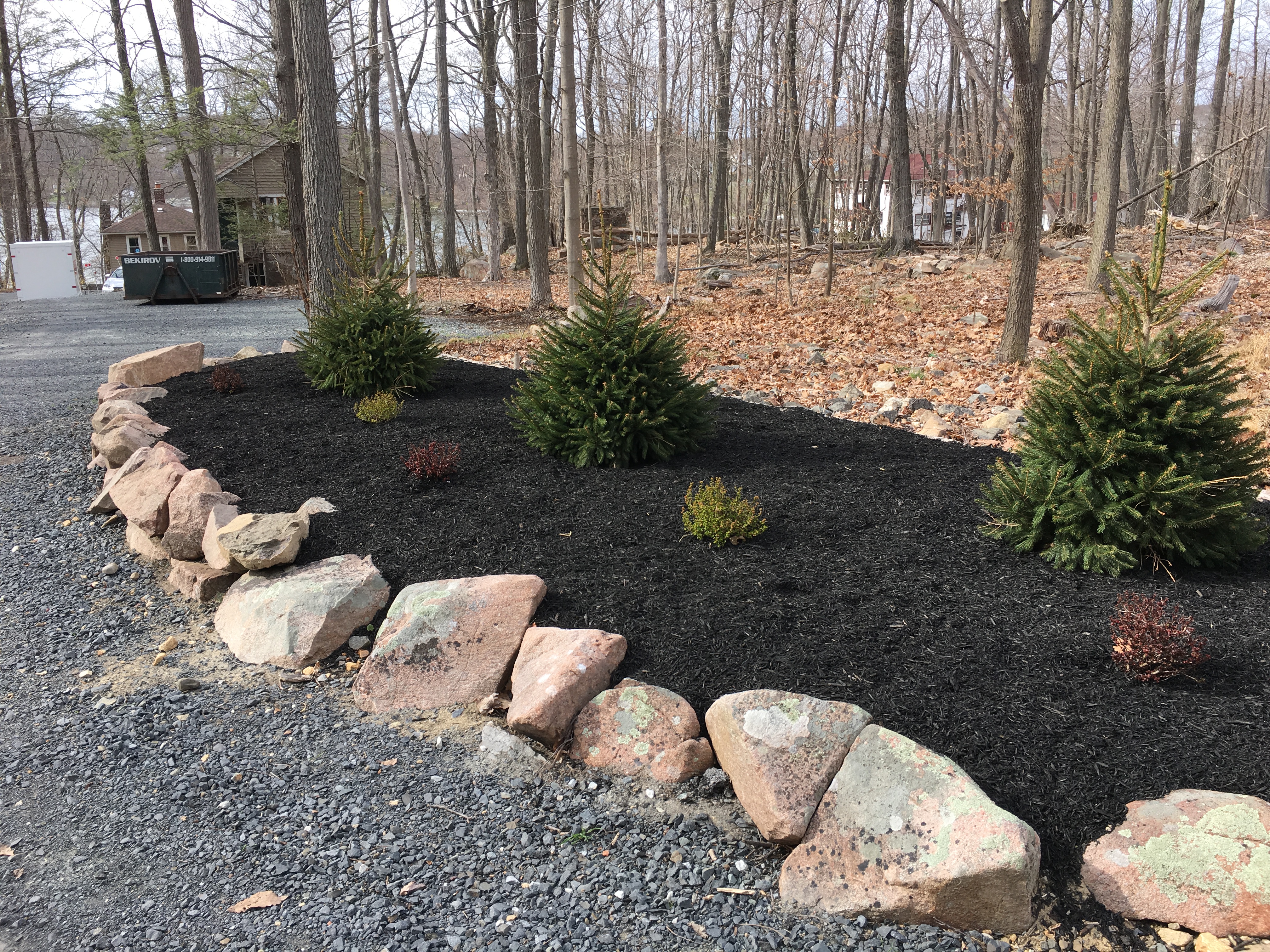 Maintained Juniper bushes