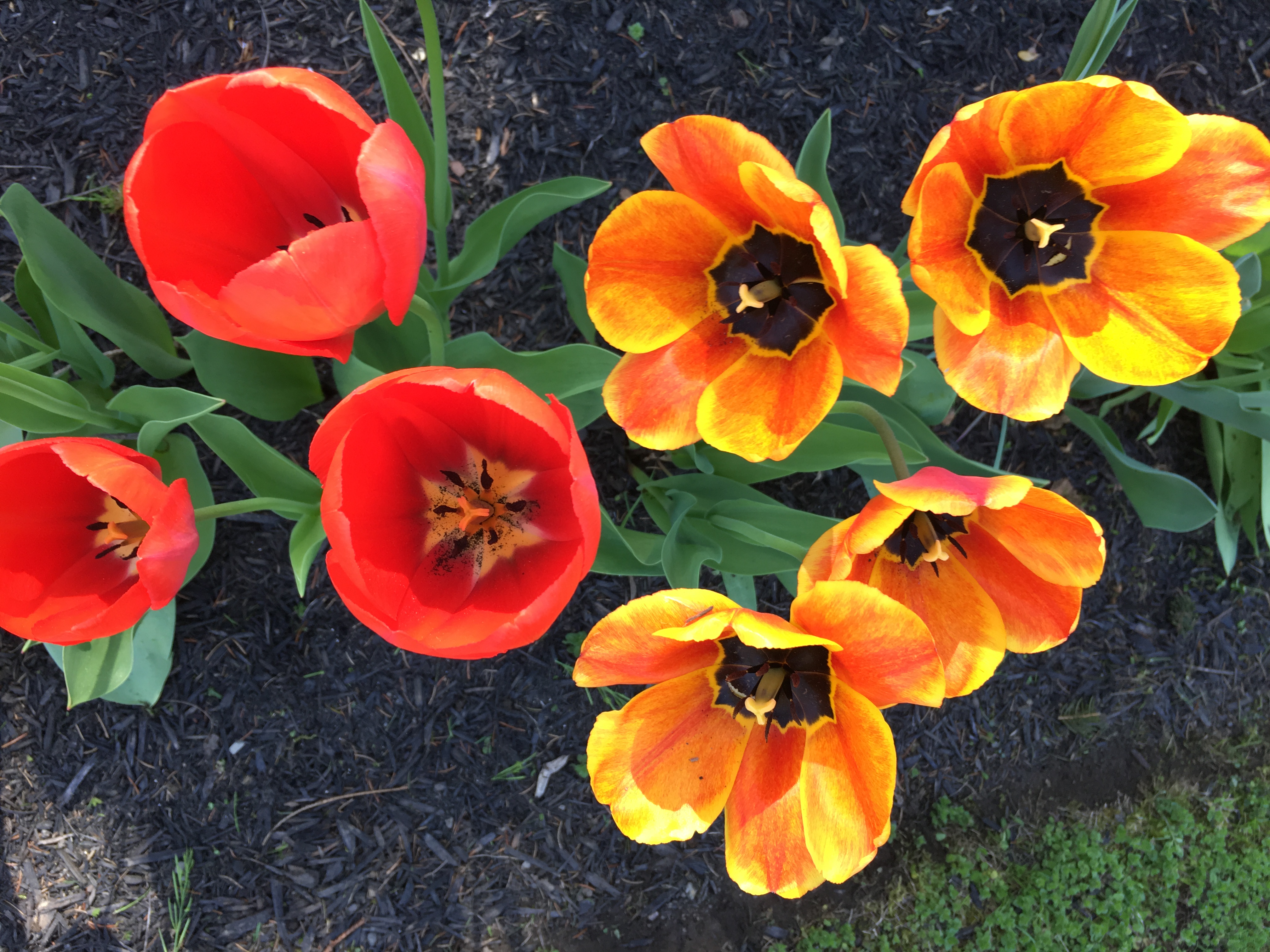 Vibrant tulip planting